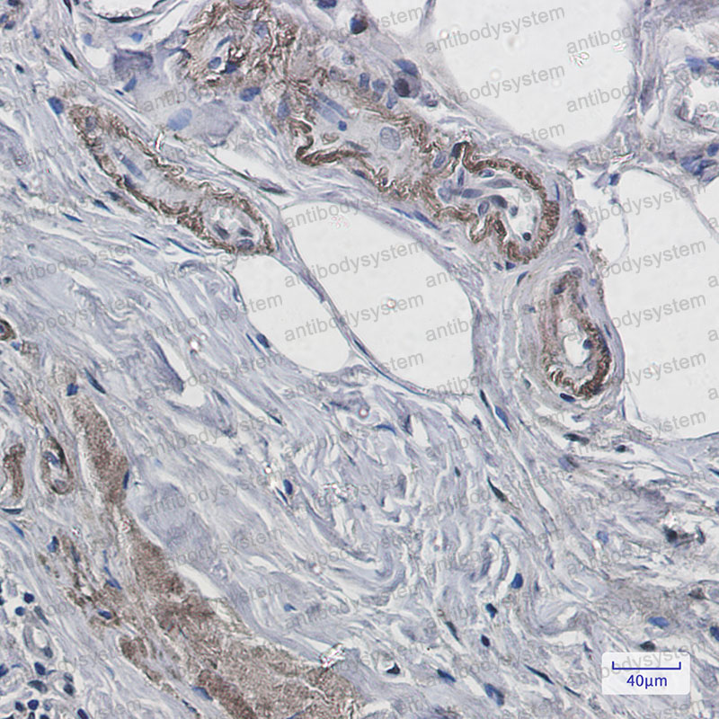 Anti-CD230/PRNP Antibody (R1J55)