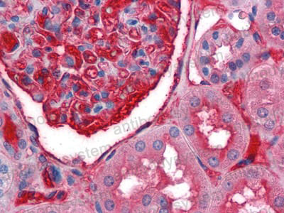 Anti-A1BG Antibody (R2Y65)