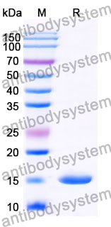 Anti-Human VWF Nanobody (SAA0972)