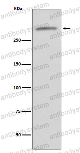 Anti-VWF Antibody (R1J62)