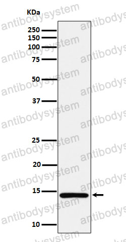 Anti-Histone H2A (monomethyl K118) Antibody (R1J80)