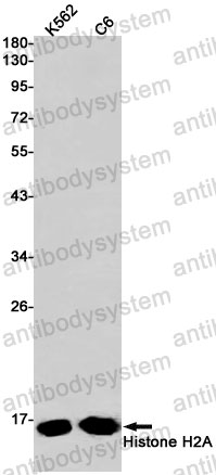 Anti-Histone H2A Antibody (R1J82)