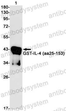 Anti-IL4 Antibody (R1K01)