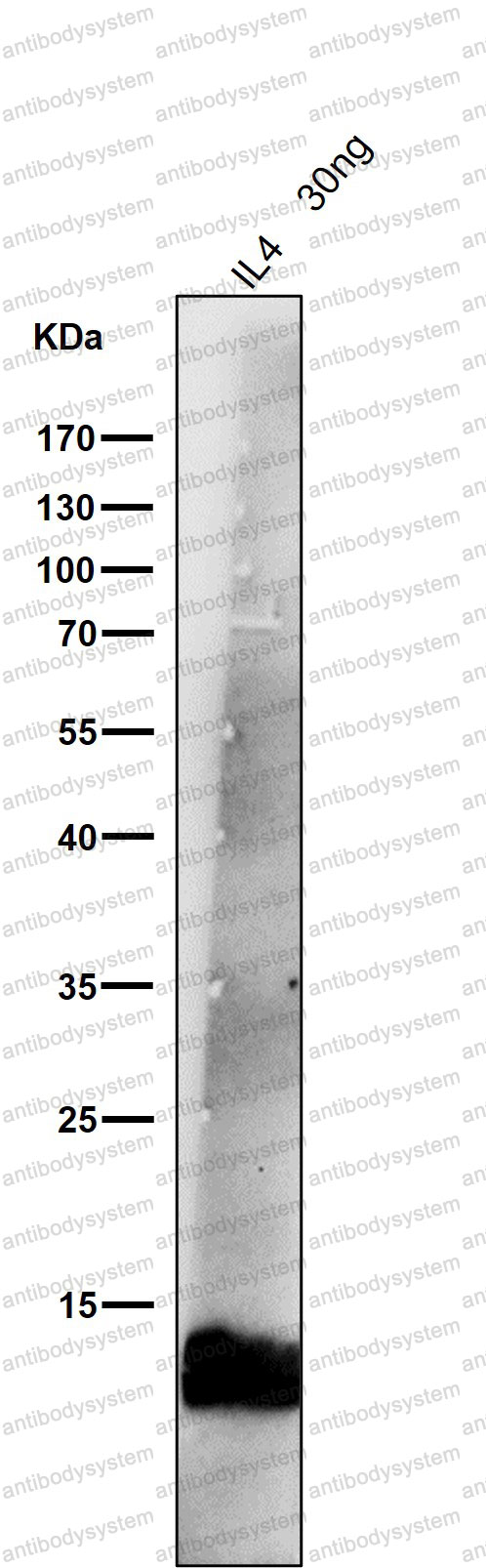 Anti-IL4 Antibody (R1J99)