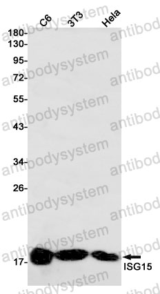Anti-ISG15 Antibody (R1K12)