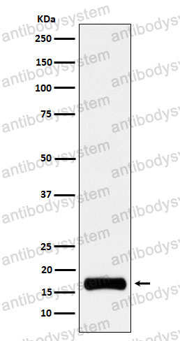 Anti-ISG15 Antibody (R1K11)