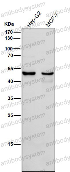 Anti-CYP1A2 Antibody (R1K15)
