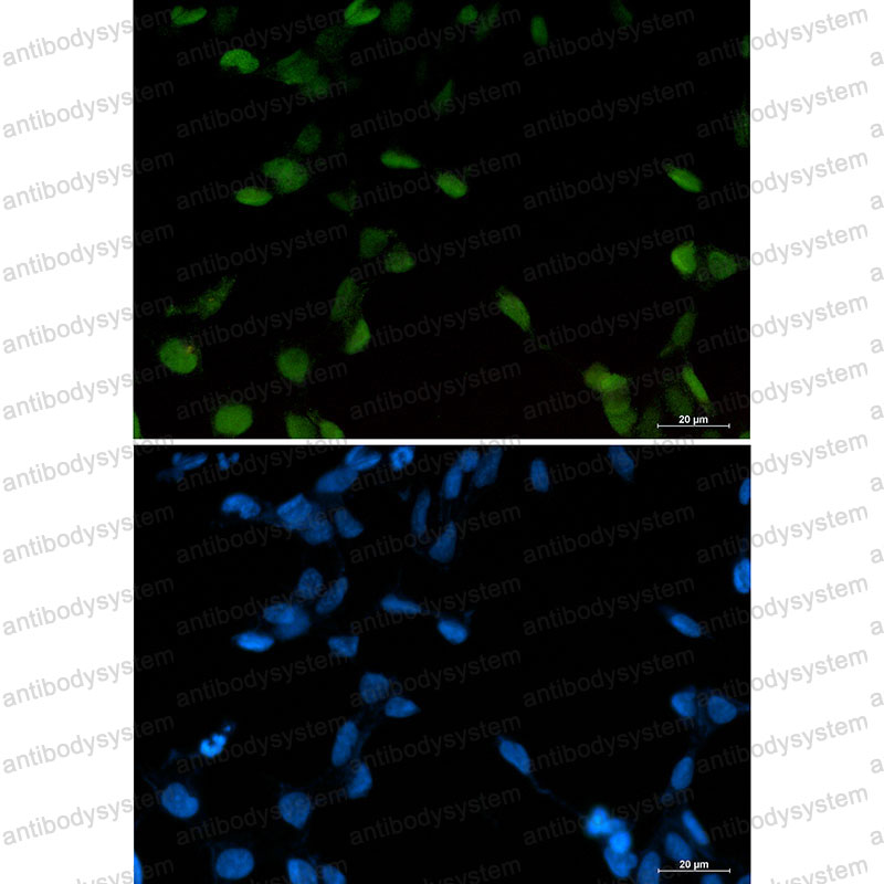 Anti-c-Jun Antibody (R1K28)