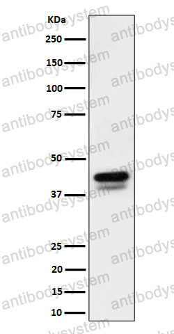 Anti-Phospho-c-Jun (S73) + JunD (S100) Antibody (R1K25)