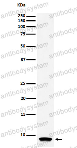 Anti-ATP5MC1 Antibody (R1K33)