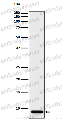 Anti-ATP5MC1 Antibody (R1K32)