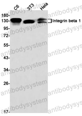Anti-CD29/ITGB1 Antibody (R1K37)