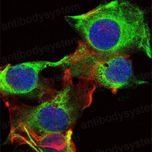 Immunofluorescence for Anti-FYN Antibody (R2Z60) ?>