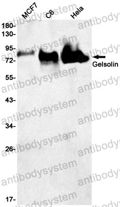 Anti-GSN Antibody (R1K53)