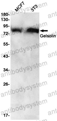 Anti-GSN Antibody (R1K54)
