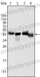 Western blot for Anti-APOA4 Antibody (R2Z78) ?>