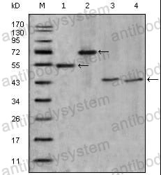 Western blot for Anti-APOA4 Antibody (R2Z79) ?>