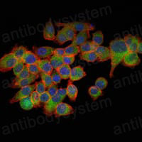 Immunofluorescence for Anti-EIF4E Antibody (R2Z83) ?>