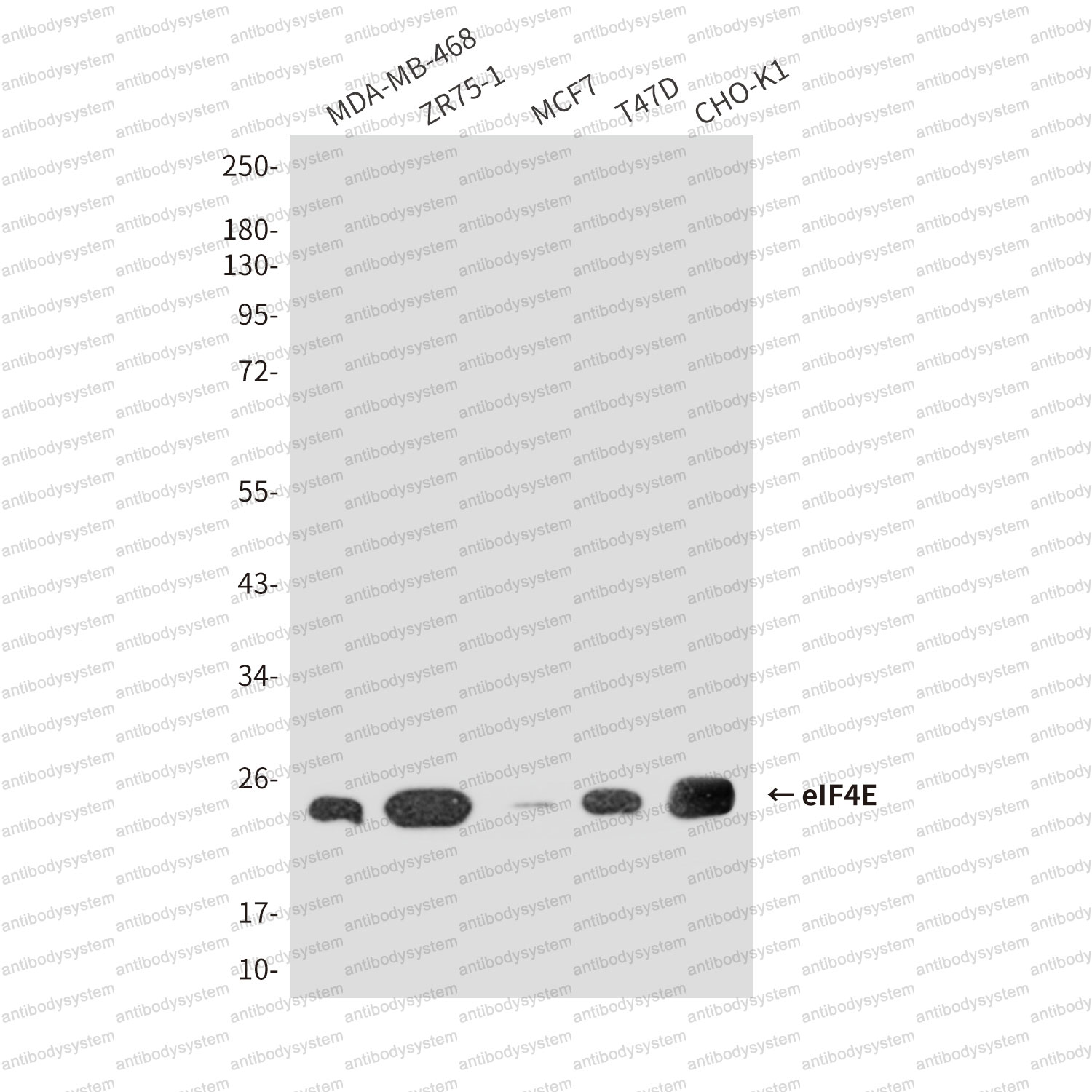 Western blot for Anti-EIF4E Antibody (R2Z84) ?>