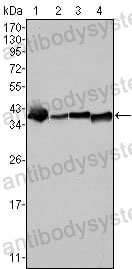 Western blot for Anti-NPM1 Antibody (R2Z97) ?>