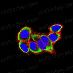 Immunofluorescence for Anti-P4HB Antibody (R3A11) ?>