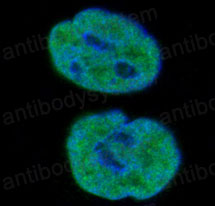 Anti-Histone H1.0 Antibody (R1K99)