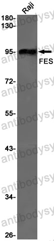 Anti-FES Antibody (R1L03)