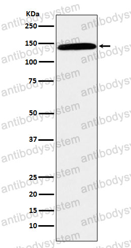 Anti-CD42b/GP1BA Antibody (R1L08)