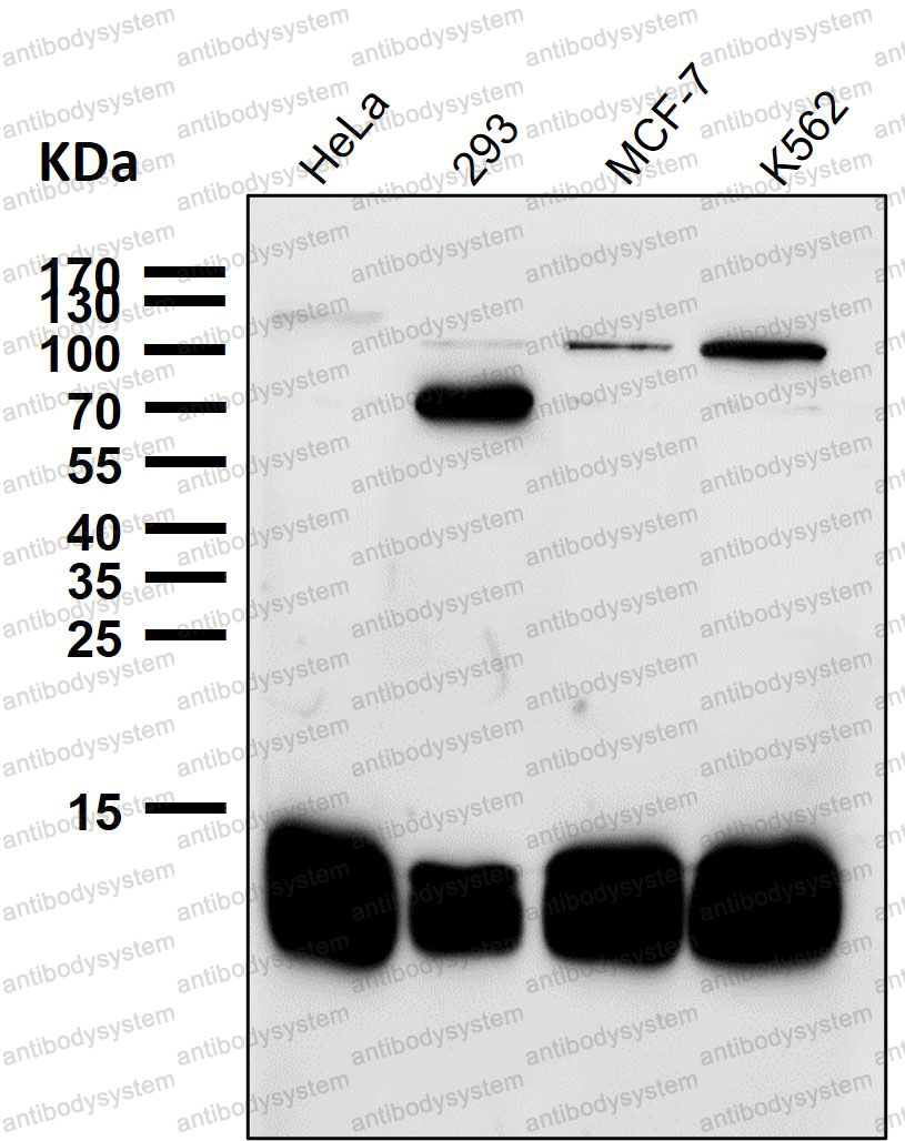 Anti-PFN1 Antibody (R1L13)