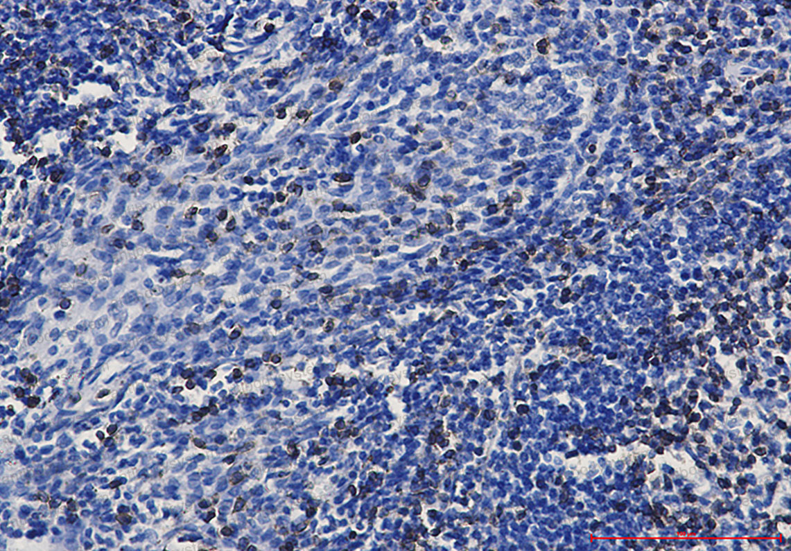 Anti-CD3E Antibody (R1L15)