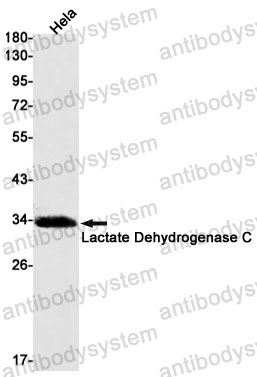 Anti-LDHC Antibody (R1L19)