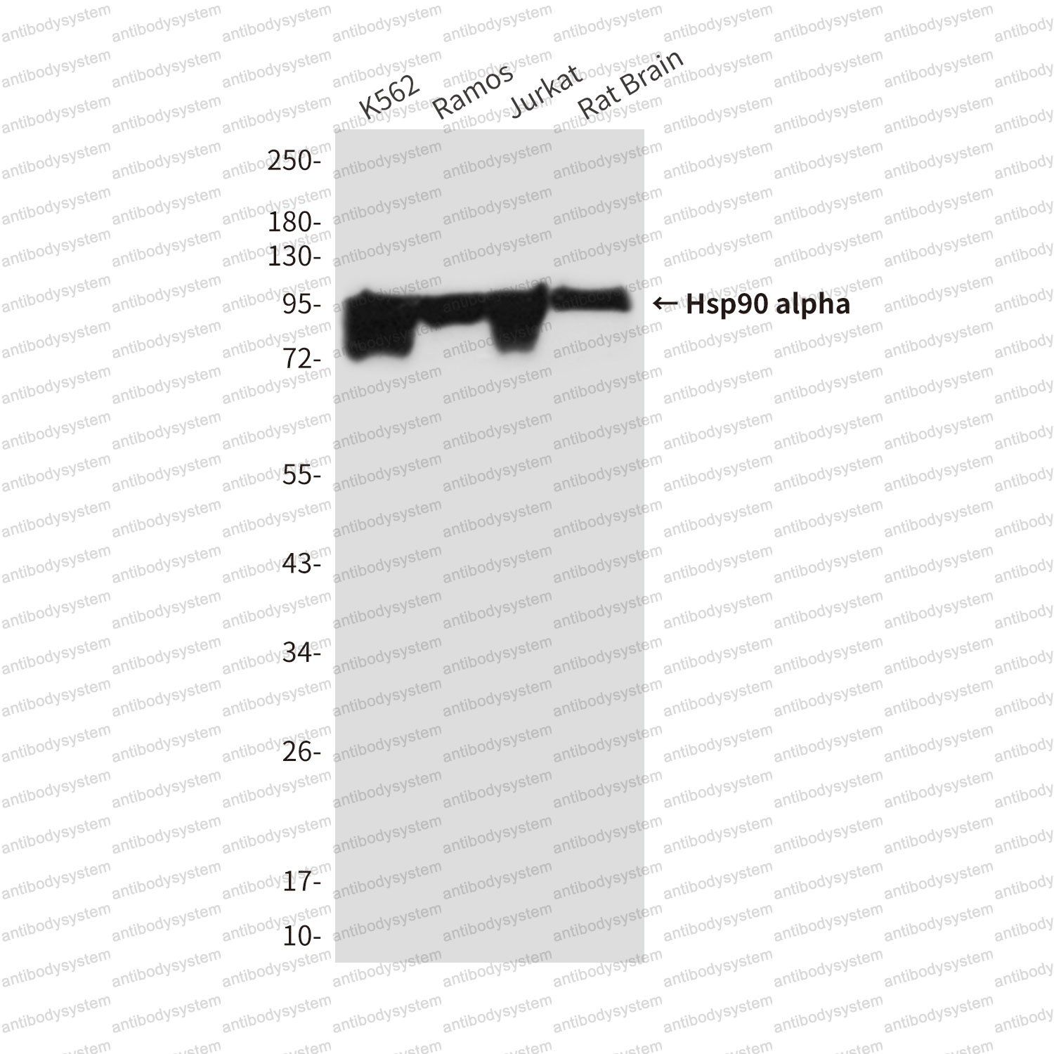 Western blot for Anti-HSP90AA1 Antibody (R3A37) ?>