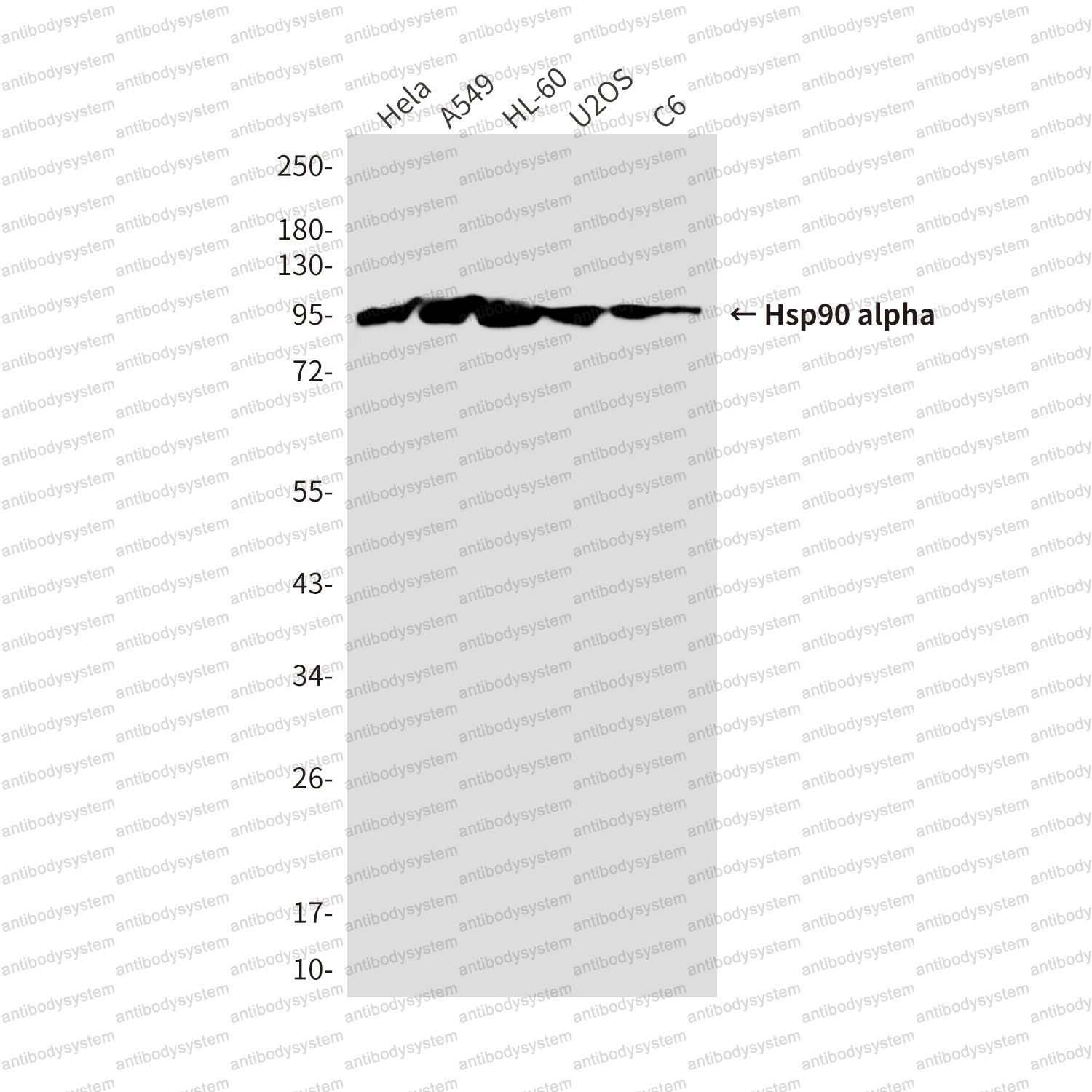 Western blot for Anti-HSP90AA1 Antibody (R3A37) ?>