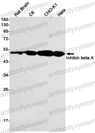 Anti-INHBA Antibody (R1L63)