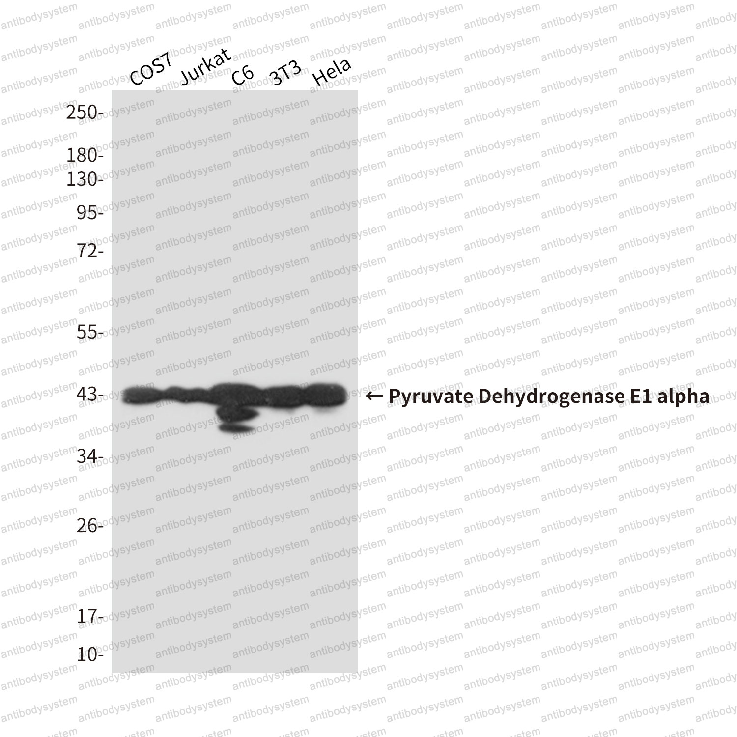 Anti-PDHA1 Antibody (R3A94)