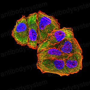 Immunofluorescence for Anti-MET/c-Met/HGFR Antibody (R3B08) ?>