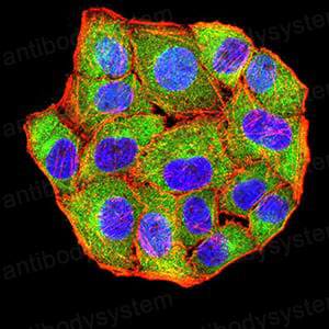 Immunofluorescence for Anti-MET/c-Met/HGFR Antibody (R3B09) ?>