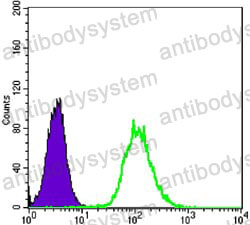Anti-KRT7 Antibody (R3B34)