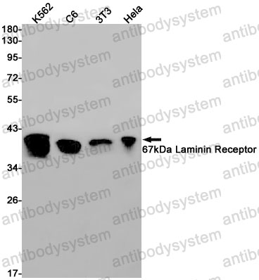 Anti-RPSA Antibody (R1L86)