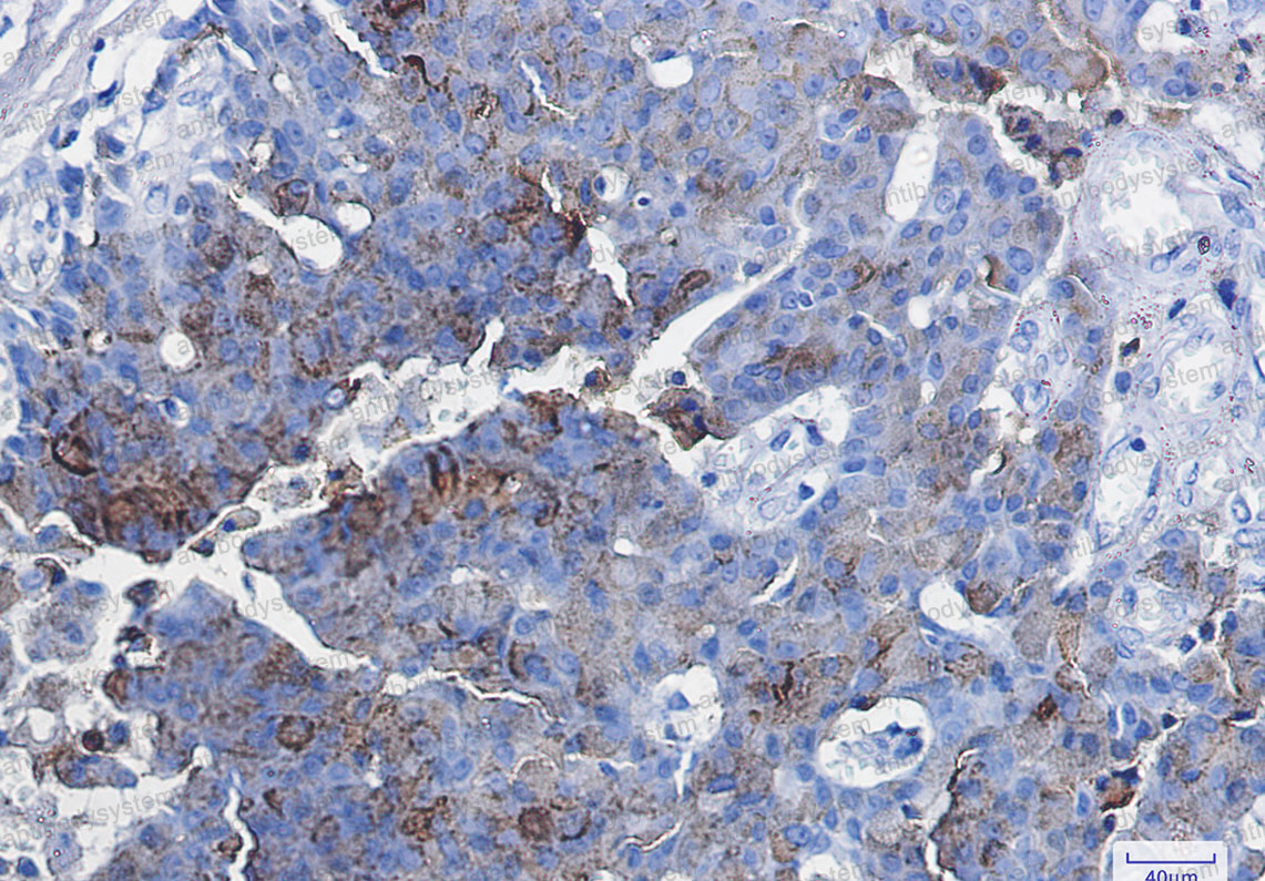 Anti-CD63 Antibody (R1L88)