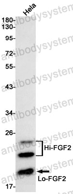 Anti-FGF2/bFGF Antibody (R1L90)