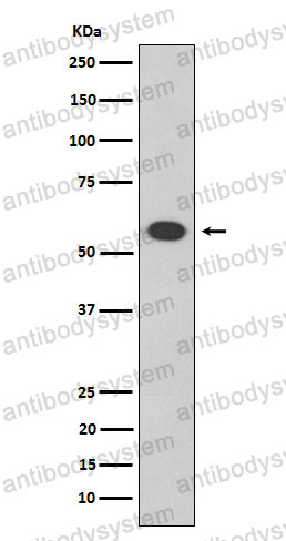 Anti-POU2F2 Antibody (R1L92)