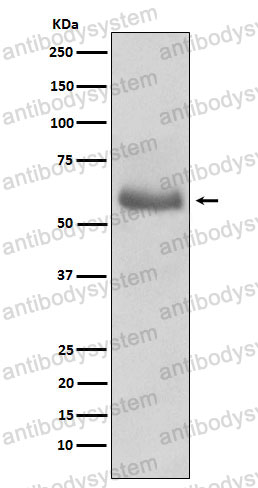 Anti-POU2F2 Antibody (R1L91)
