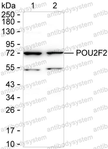 Western blot for Anti-POU2F2 Antibody (R3B49) ?>