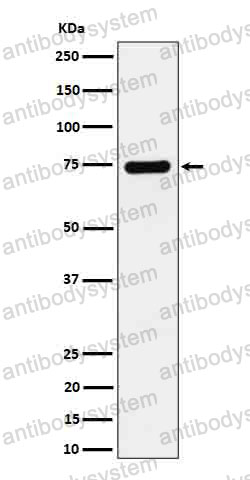 Anti-DBH Antibody (R1L96)