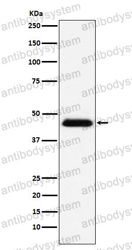 Anti-CD48 Antibody (R1L99)