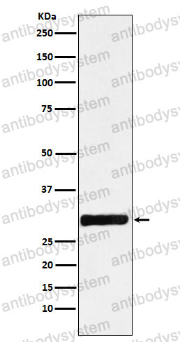 Anti-ANXA4 Antibody (R1M10)