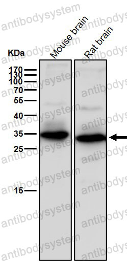 Anti-WNT2 Antibody (R1B20)