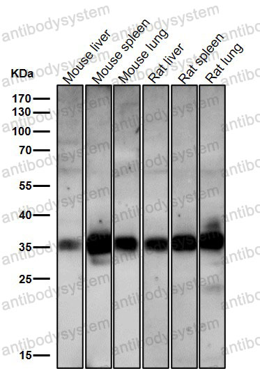 Anti-HNRNPA1 Antibody (R1M24)
