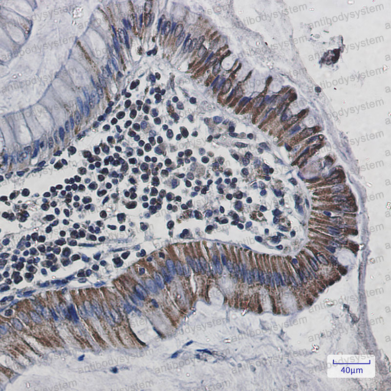 Anti-COX6C Antibody (R1M27)